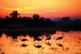 4-Day Sioma Premium Escape: All-Inclusive Luxury & Adventure Tour